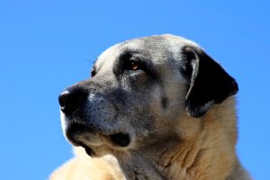 dog-1890120_1280